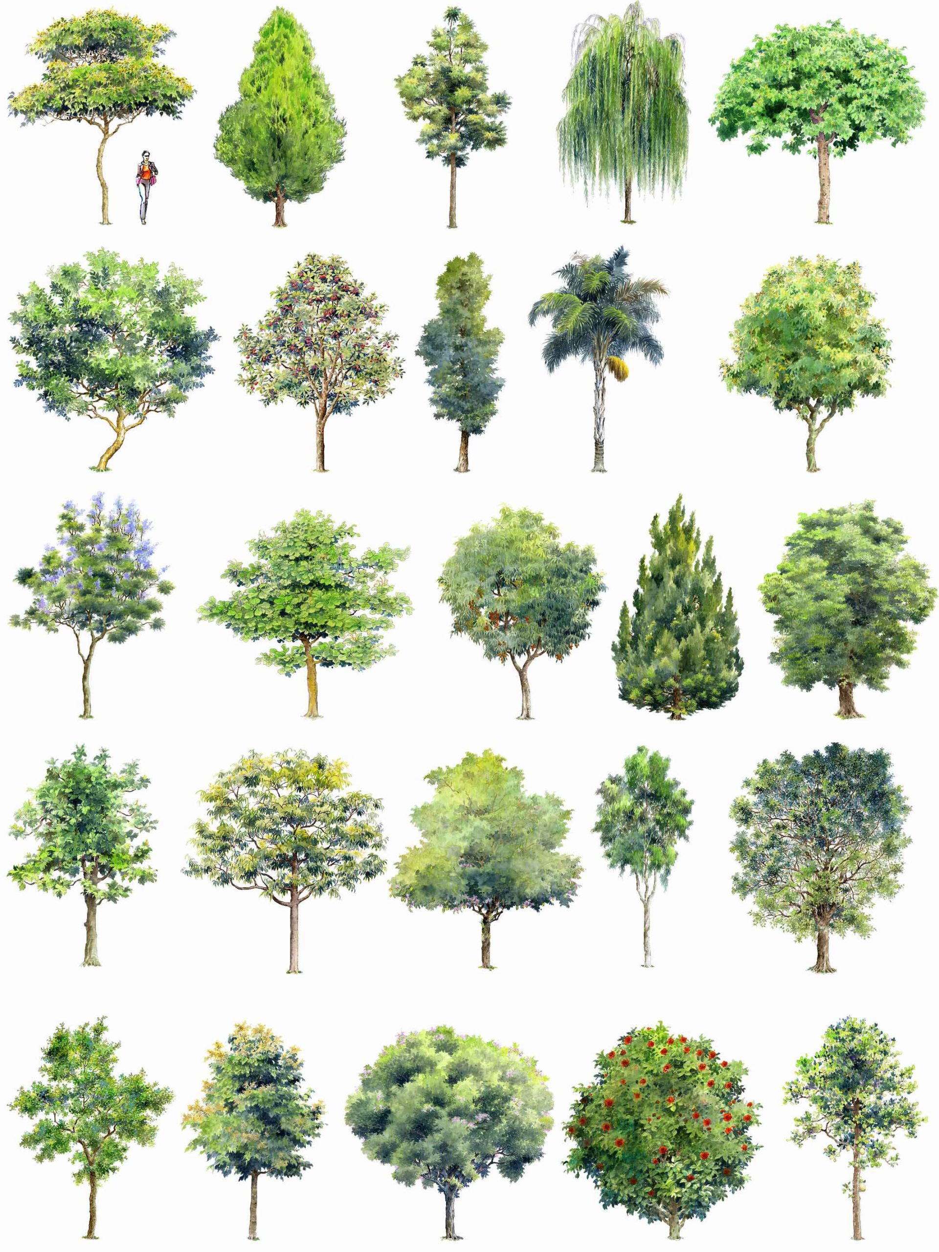 Hand-painted PSD Tree Blocks 2 - Image 2