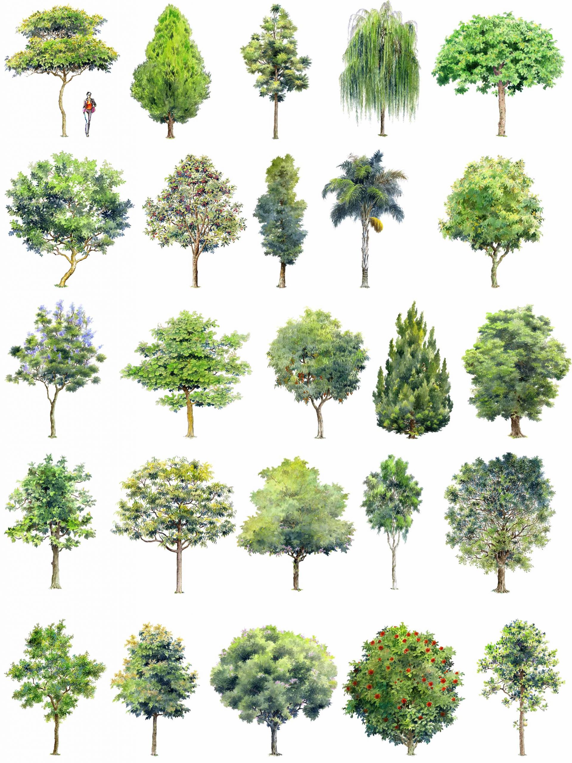 ★【 Hand painted Tree PSD Landscape Blocks 】Tree PSD Landscape Blocks V2 - Image 4